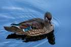 USA, Washington State, Sammamish. Yellow Lake female Wood Duck. Art Print